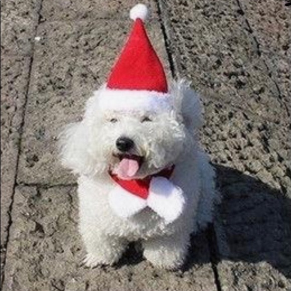 Pet Santa hat and scarf - Picture 7 of 8